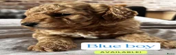 Miniature Poodle dogs for sale: Miniature poodle puppies - Advert 2