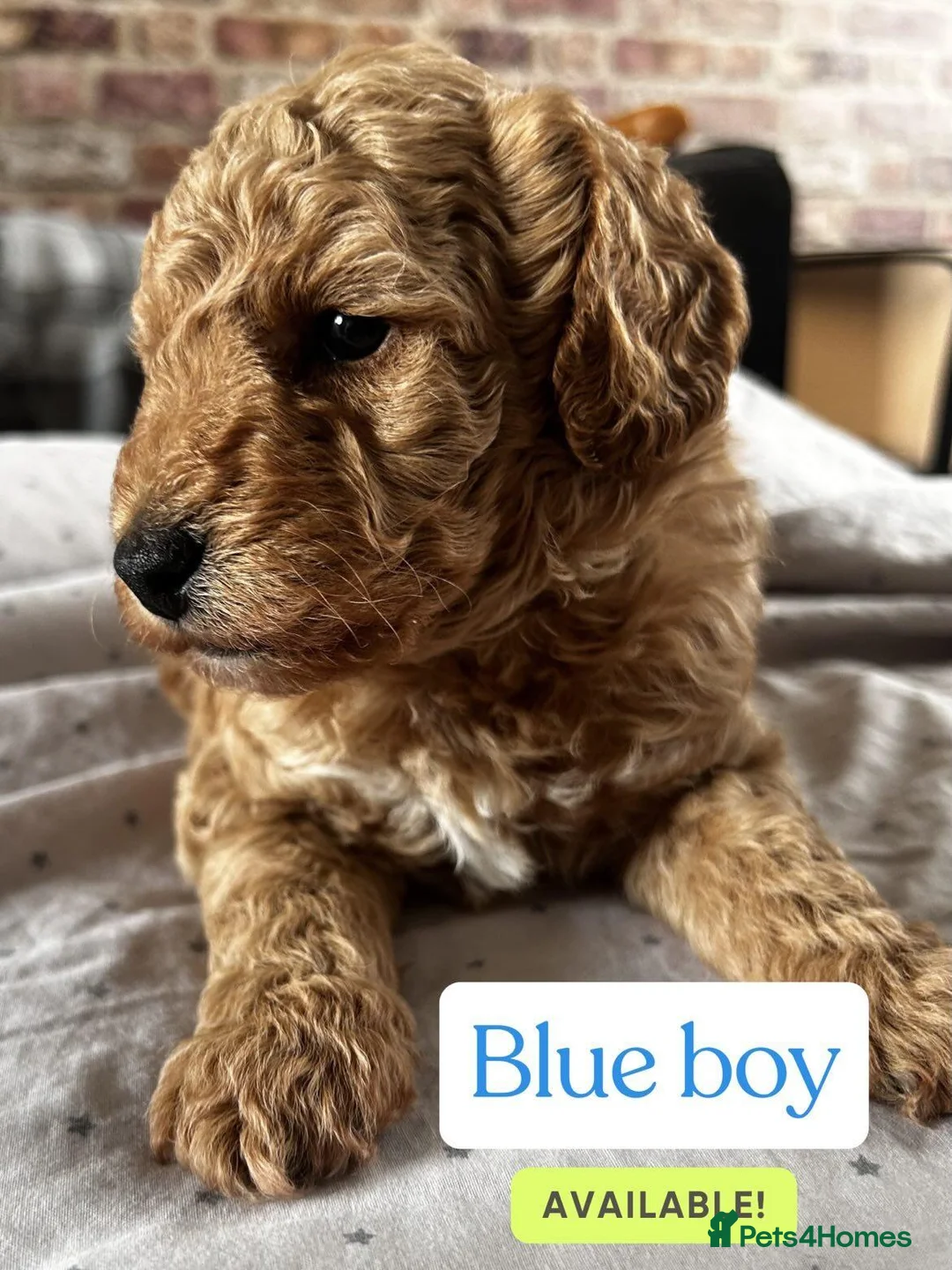 Miniature Poodle dogs for sale: Miniature poodle puppies - Advert 2