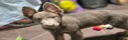 German Shepherd dogs for sale: *RARE* LIVER AND ISOBELLA GERMAN SHEPHERD PUPS - Advert 3