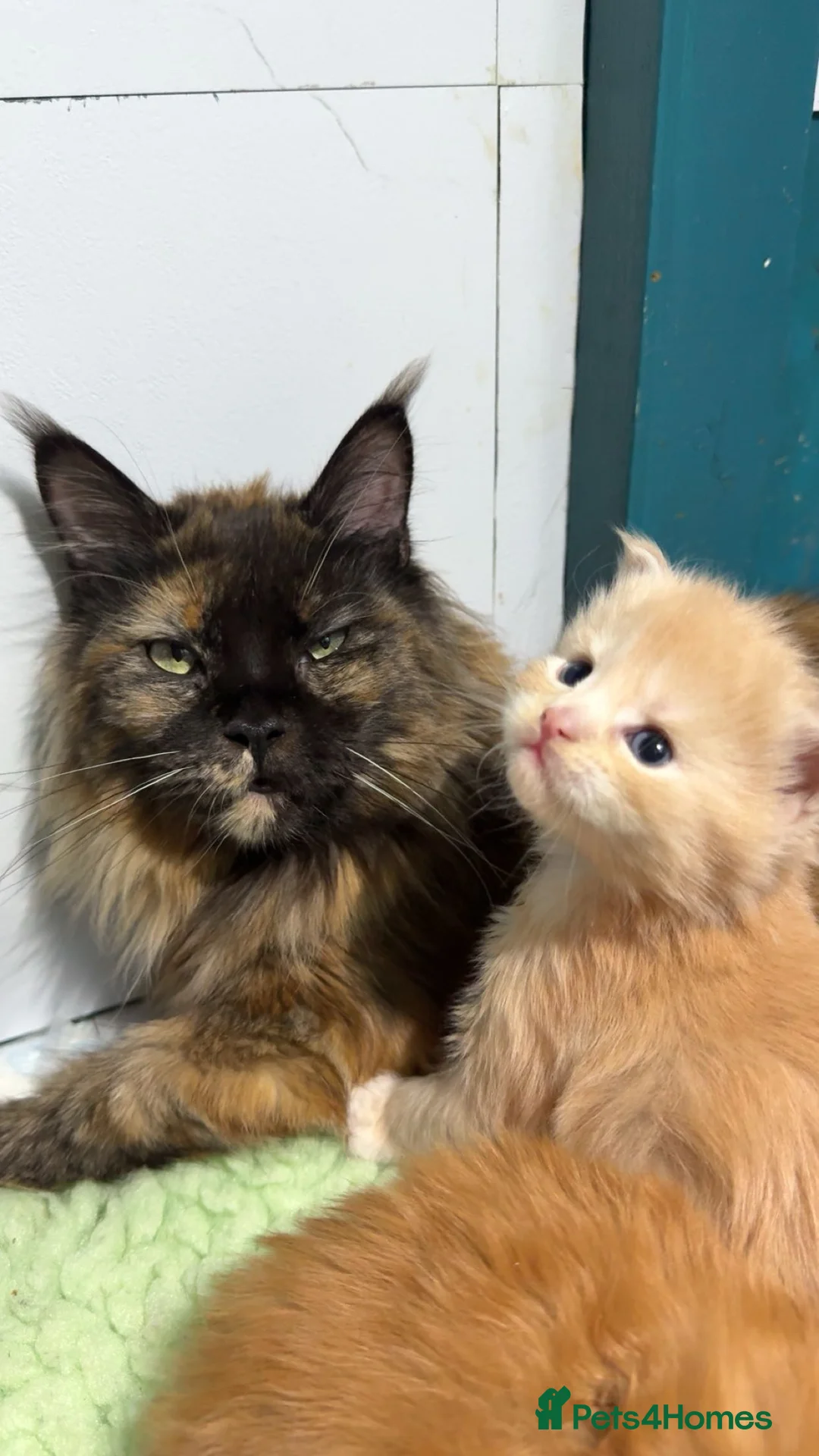 Maine Coon cats for sale: Big chunky Russian bloodline kittens - Advert 8