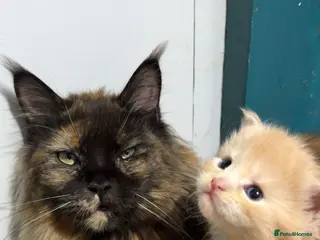 Maine Coon cats Big chunky Russian bloodline kittens - Advert 12