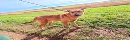 Mixed Breed dogs for adoption: Toffee - Norwich Norfolk  in Norwich - Advert 16