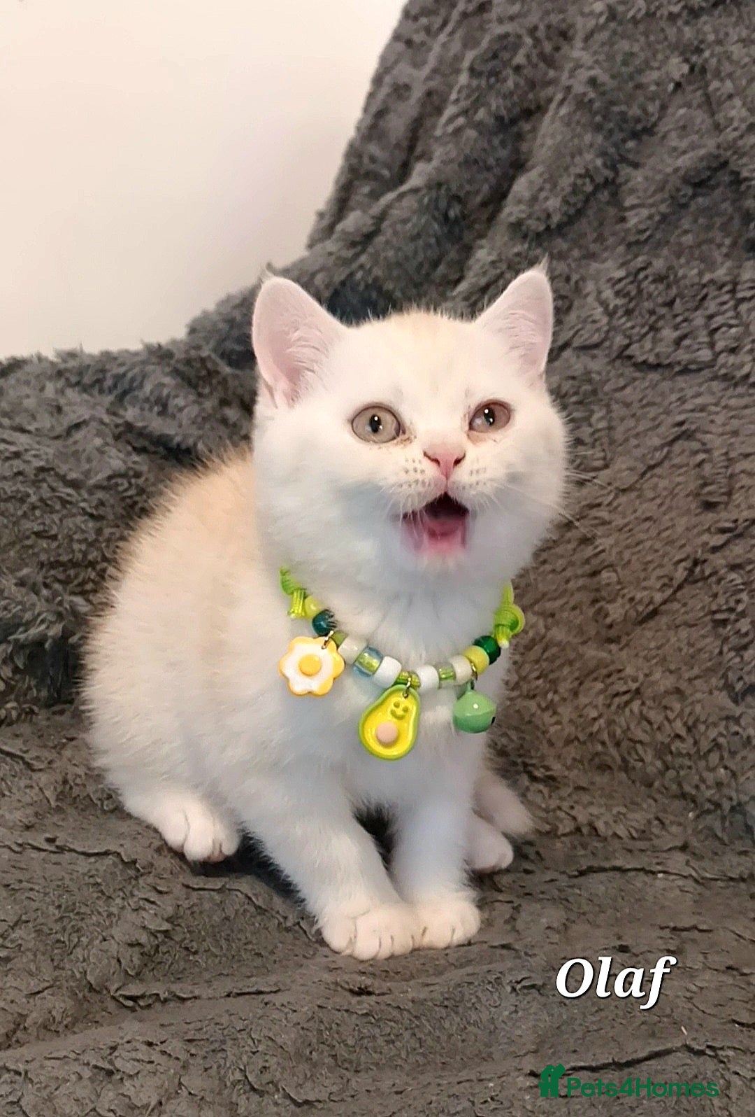 British Shorthair cats for sale: GCCF Snowflake BSH - Advert 4