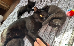 British Shorthair cats for sale: 5 British shorthair kittens  - Image 6