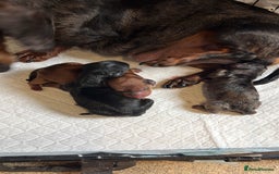Miniature Dachshund dogs for sale: Broken coated miniature dachshunds  - Image 11