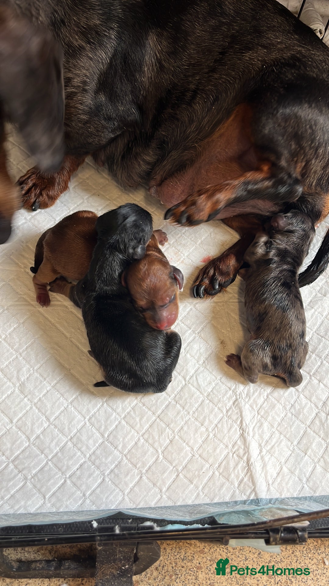 Miniature Dachshund dogs for sale: Broken coated miniature dachshunds  - Image 11