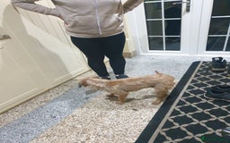 Border Terrier dogs for sale: 3yr old Female Border Terrier  - Advert 4