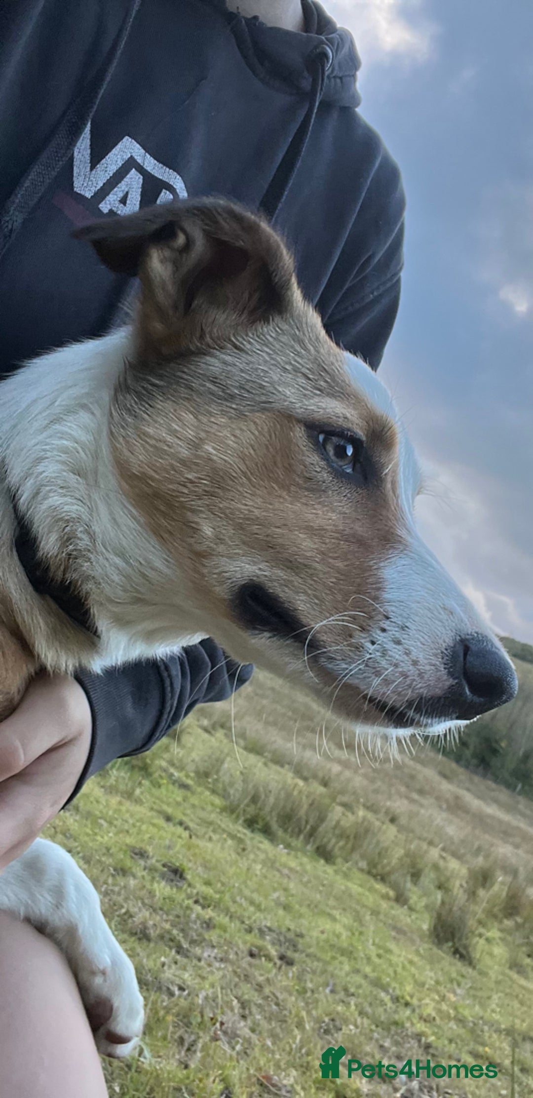 Border Collie dogs for sale: Border Collie Pup - Image 2
