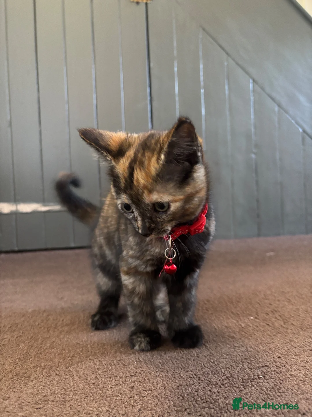 Mixed Breed cats for sale: 2 female kittens available and ready to go  in Totnes - Advert 2