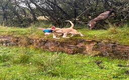 Dobermann dogs for stud: Health tested KC Registered Proven Stud - Image 4