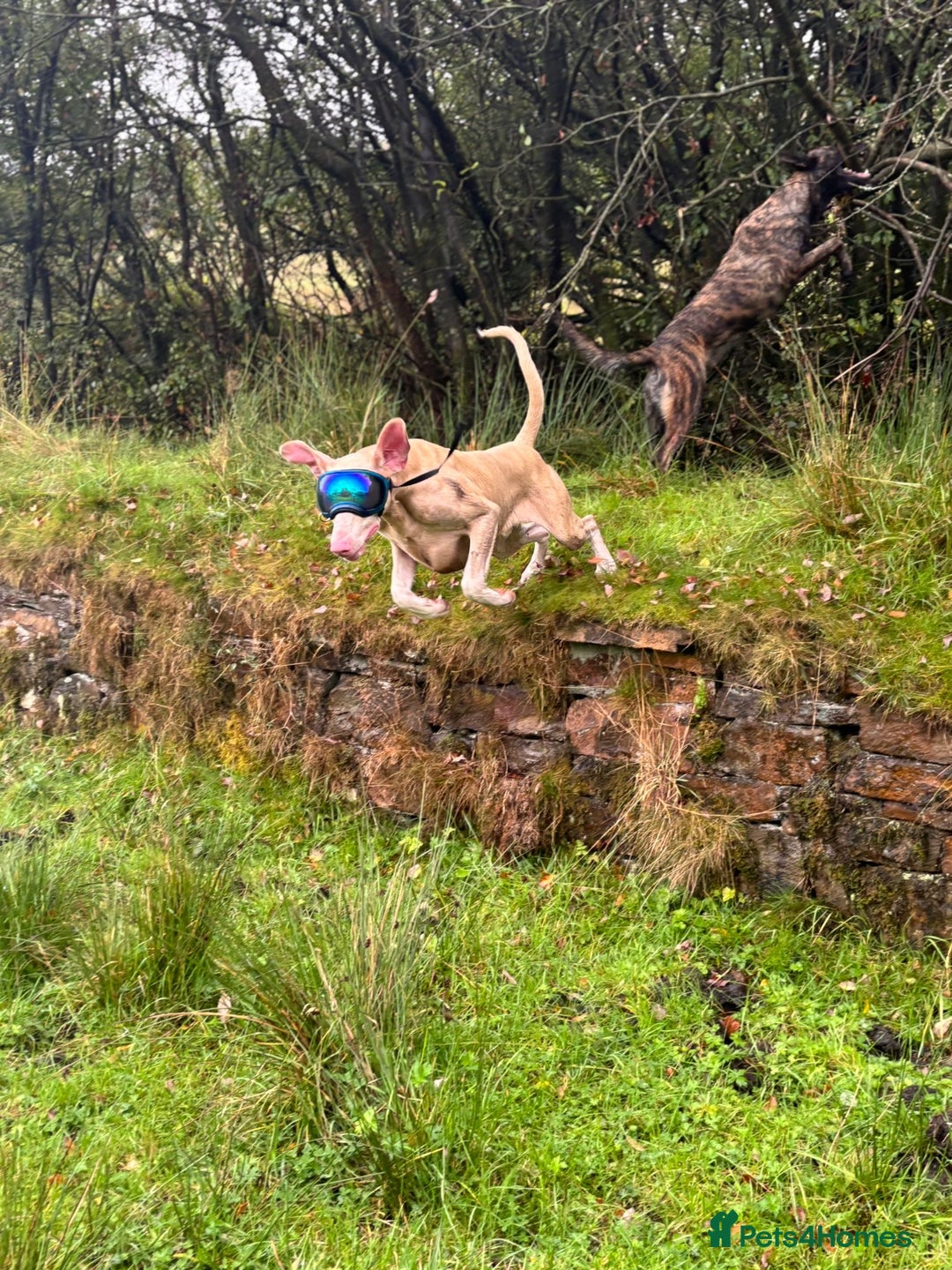 Dobermann dogs for stud: Health tested KC Registered Proven Stud - Image 4