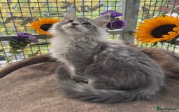Maine Coon cats for sale: Registered GCCF Maine Coons - Image 9