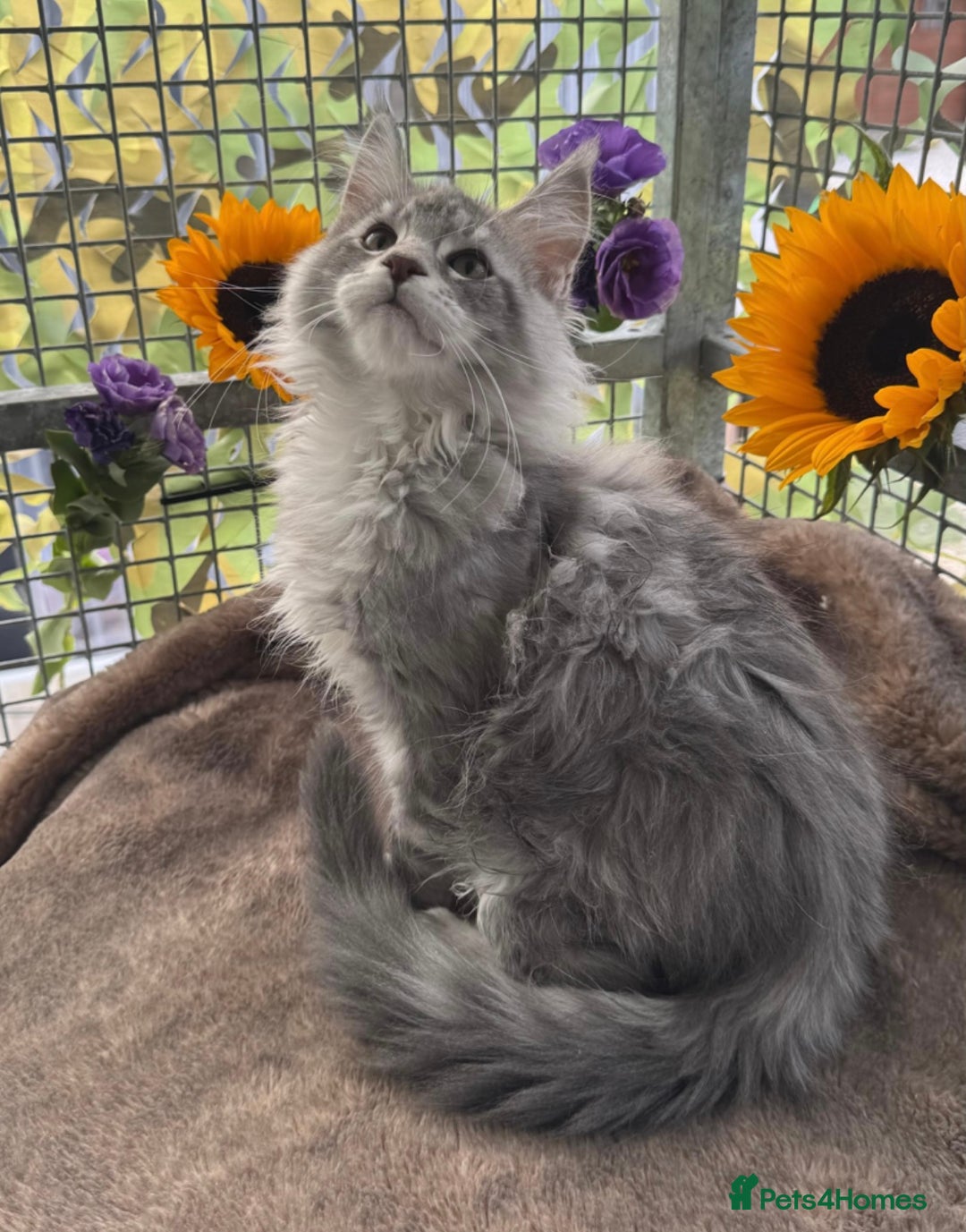 Maine Coon cats for sale: Registered GCCF Maine Coons - Image 9