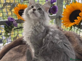 Maine Coon cats - Advert 4