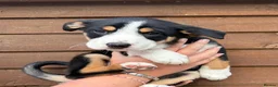 Border Collie dogs for sale: Border Collie Puppies 🐶 in Cowbridge - Advert 4