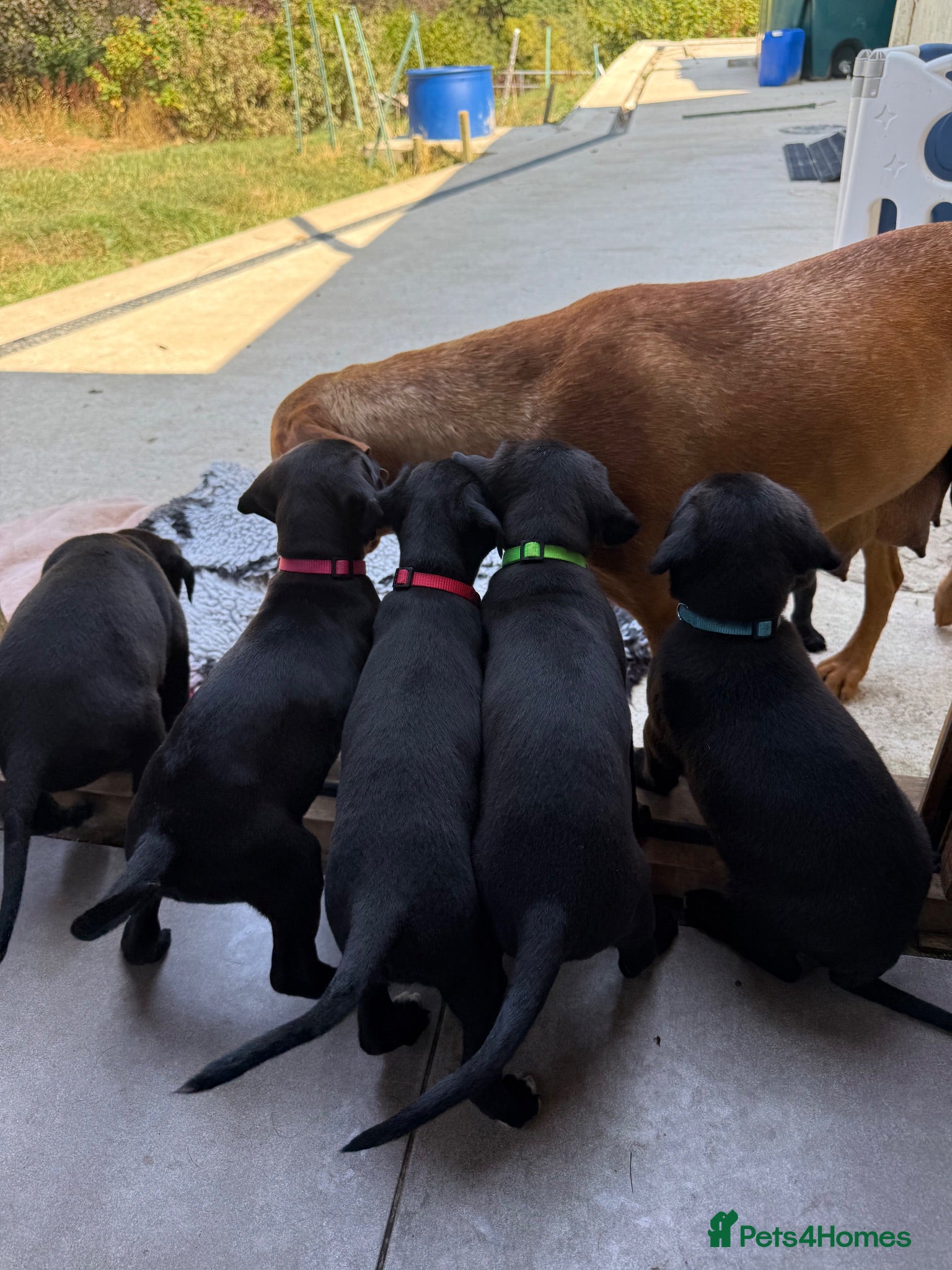 Mixed Breed dogs Adorable Labrador xxx puppies  - Advert 1