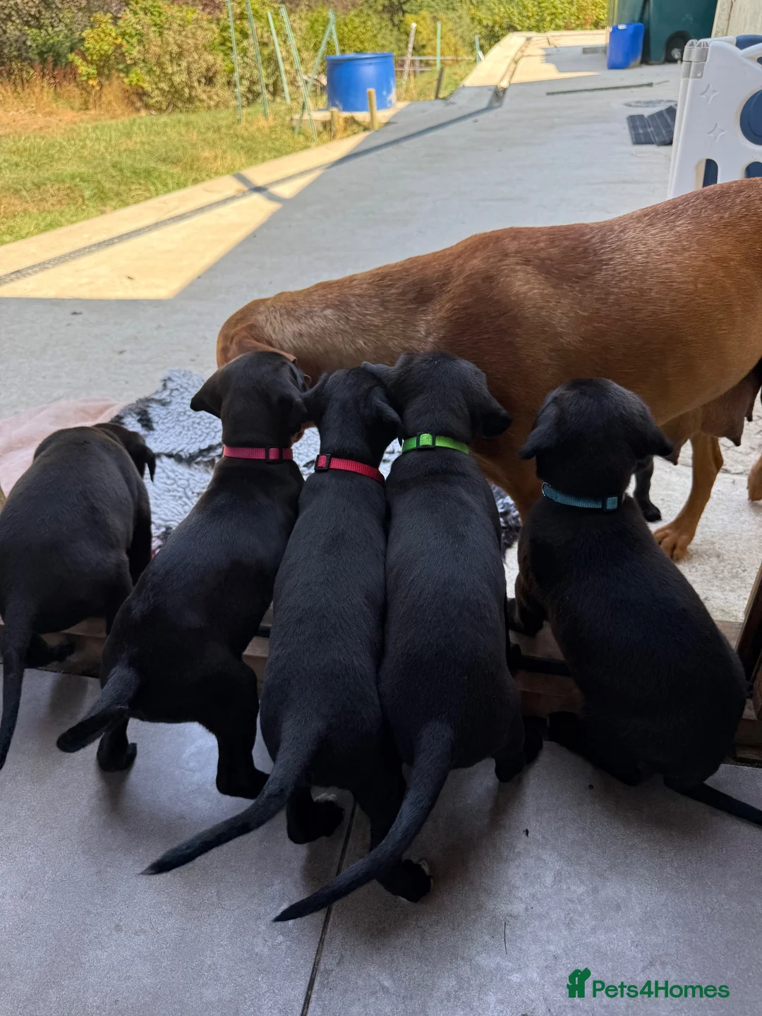 Mixed Breed dogs for sale: Adorable Labrador xxx puppies  - Advert 1