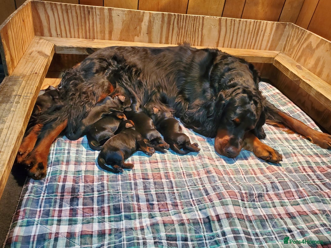 Gordon Setter dogs for sale: 🐾 Gordon Setter Puppies Raised in Our Home 🐾 - Advert 3