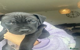 Staffordshire Bull Terrier dogs for sale: 🐾 Beautiful Staffordshire Puppies for Sale 🐾 - Image 10