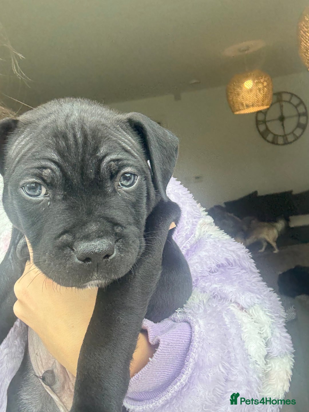 Staffordshire Bull Terrier dogs for sale: 🐾 Beautiful Staffordshire Puppies for Sale 🐾 - Image 10