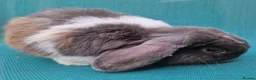Mini Lop rabbits for sale: Male mini lop rabbits. Exceptionally well bred!  - Advert 22