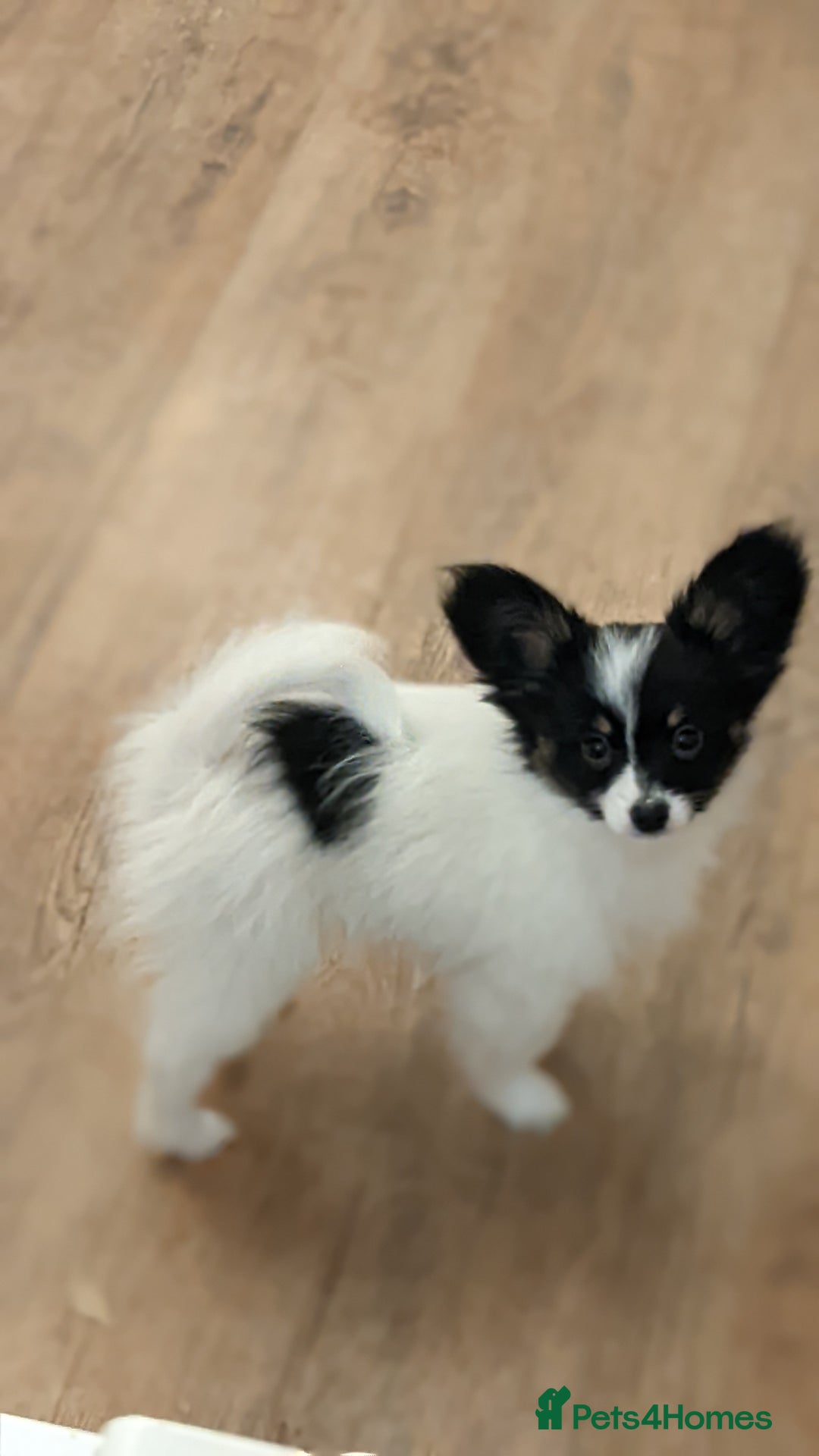 Papillon dogs for sale: Boy available  - Advert 2