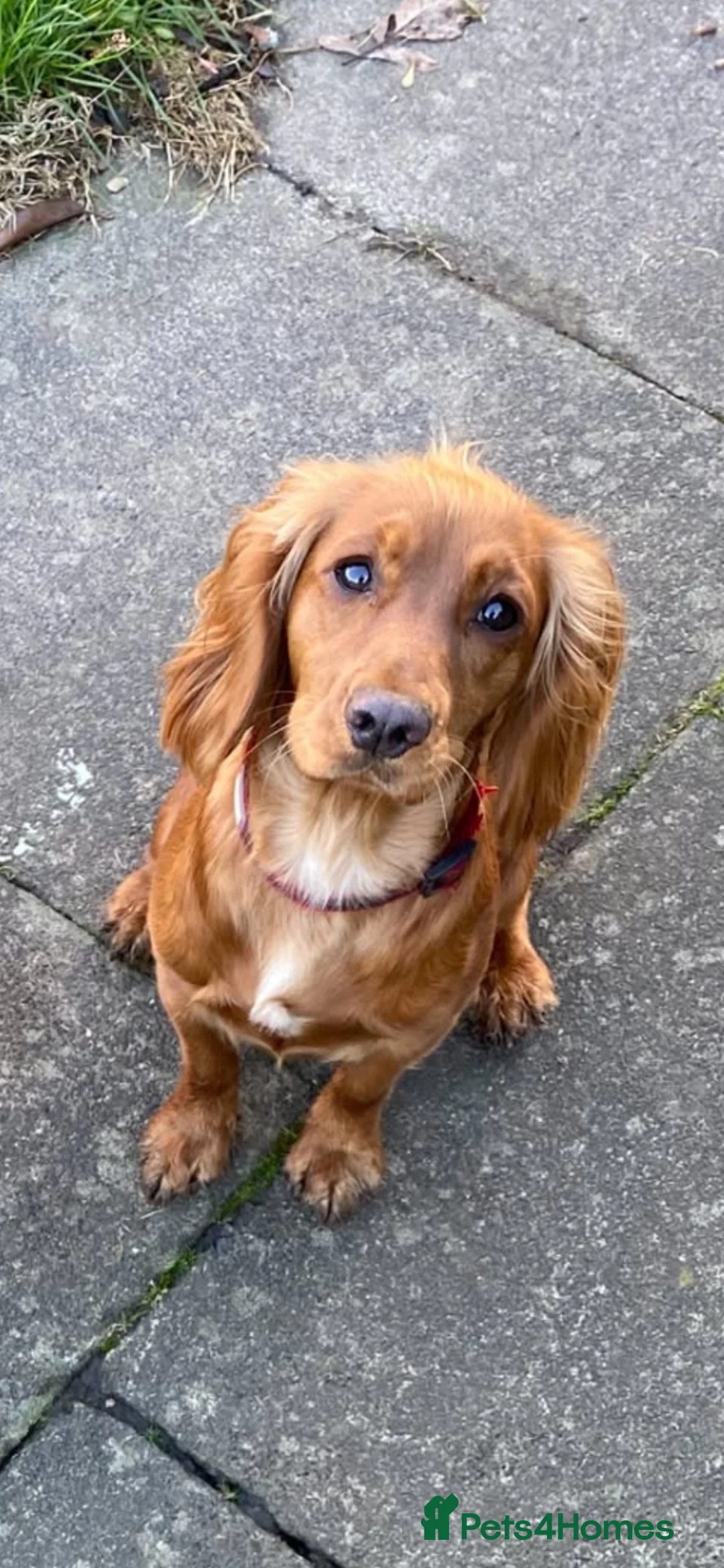 Cocker Spaniel dogs for sale: cocker spaniel puppies  - Advert 1
