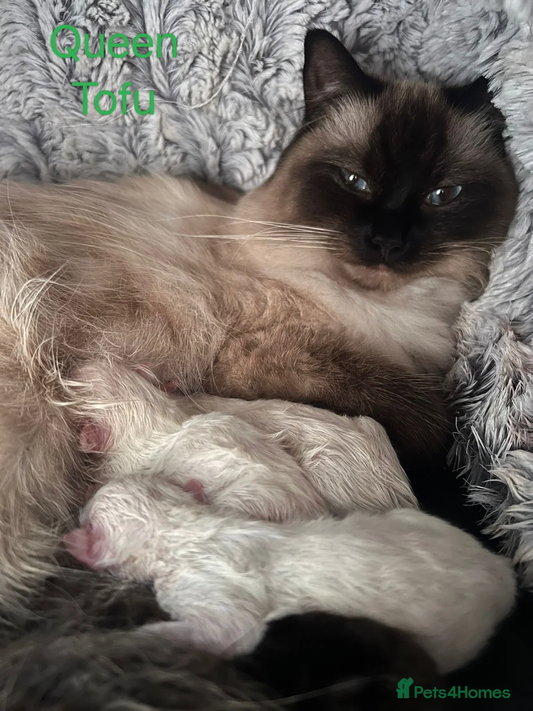 Ragdoll cats for stud: Ragdoll for Stud - Advert 17