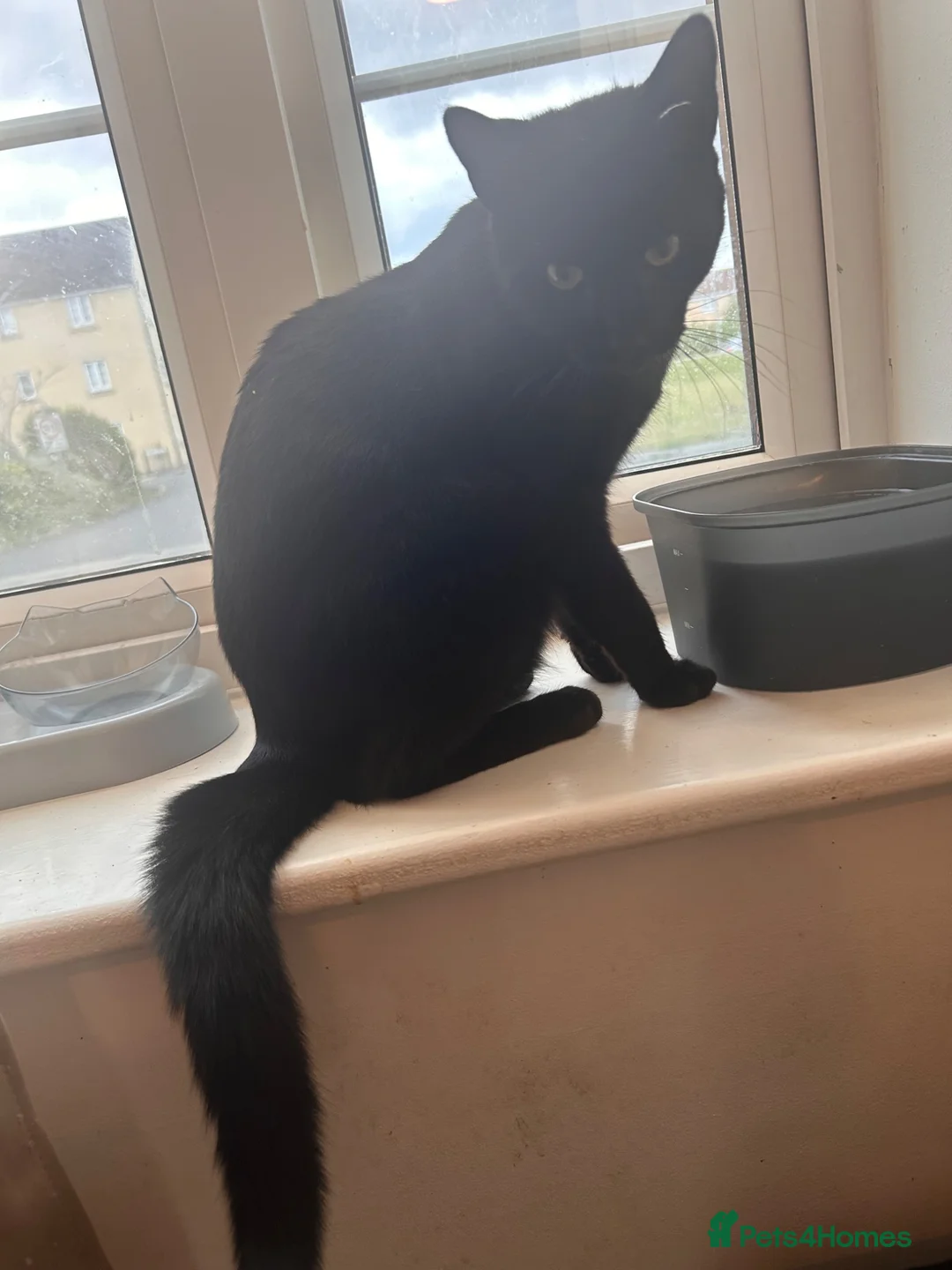 Domestic Shorthair cats for sale: 1 year old cat in Yeovil - Advert 2