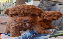 Toy Poodle dogs for sale: Toy Poodle puppies  - Image 2