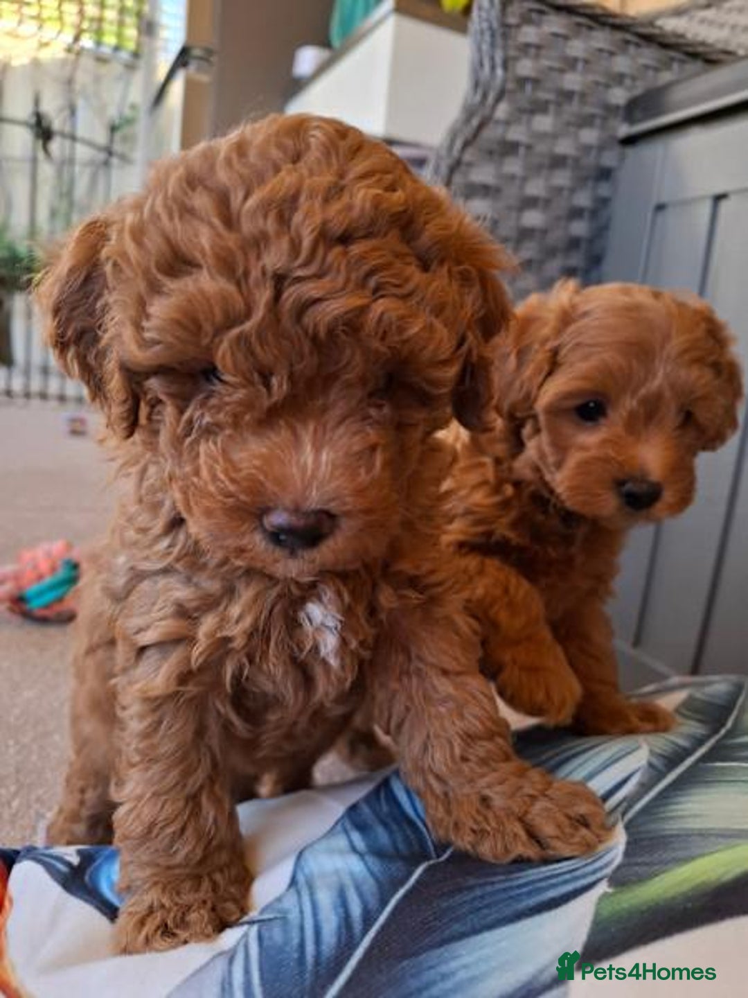 Toy Poodle dogs for sale: Toy Poodle puppies  - Image 2