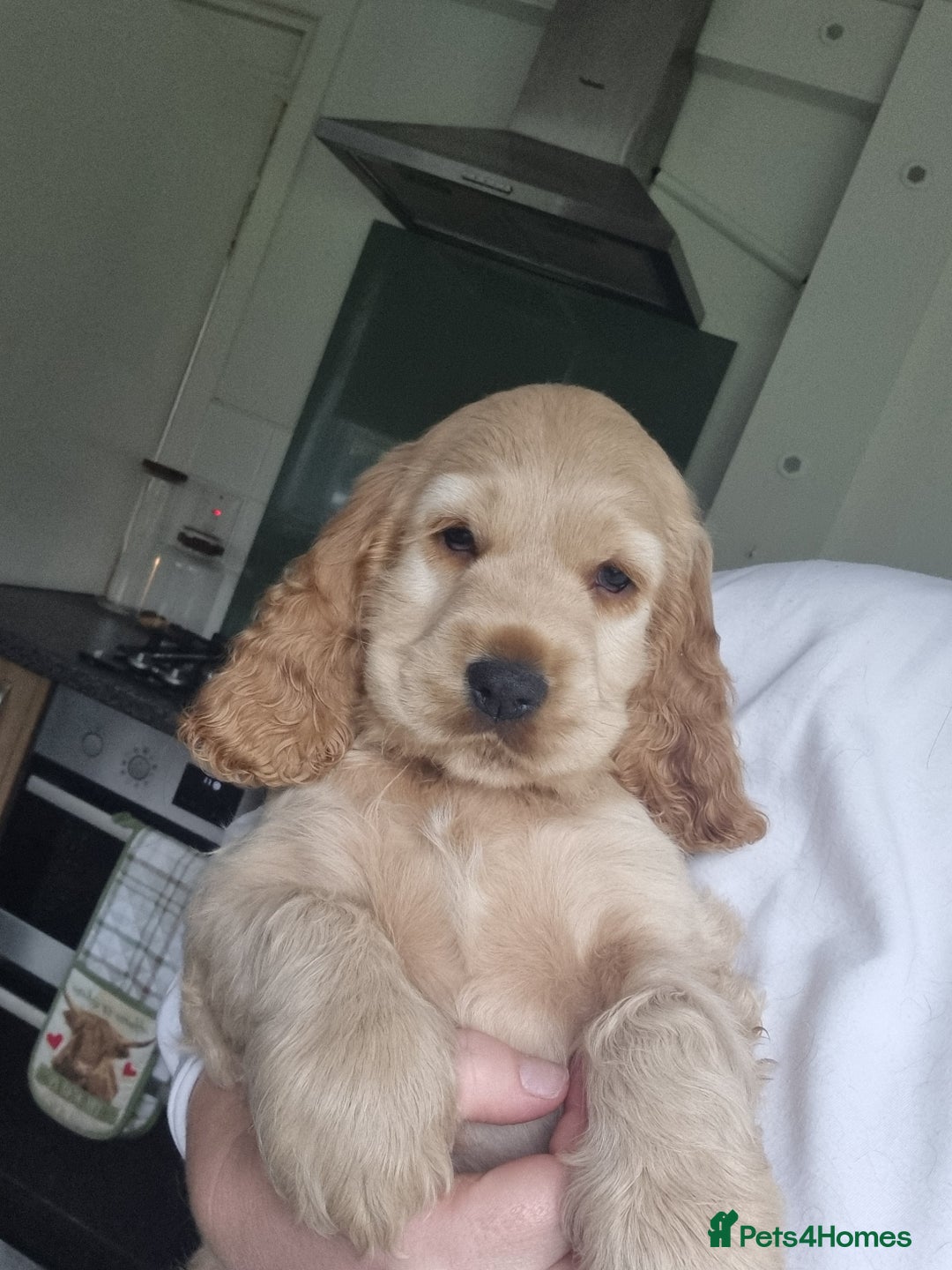 Cocker Spaniel dogs for sale: 1 boy show type cocker spaniel puppy left!!! - Advert 4