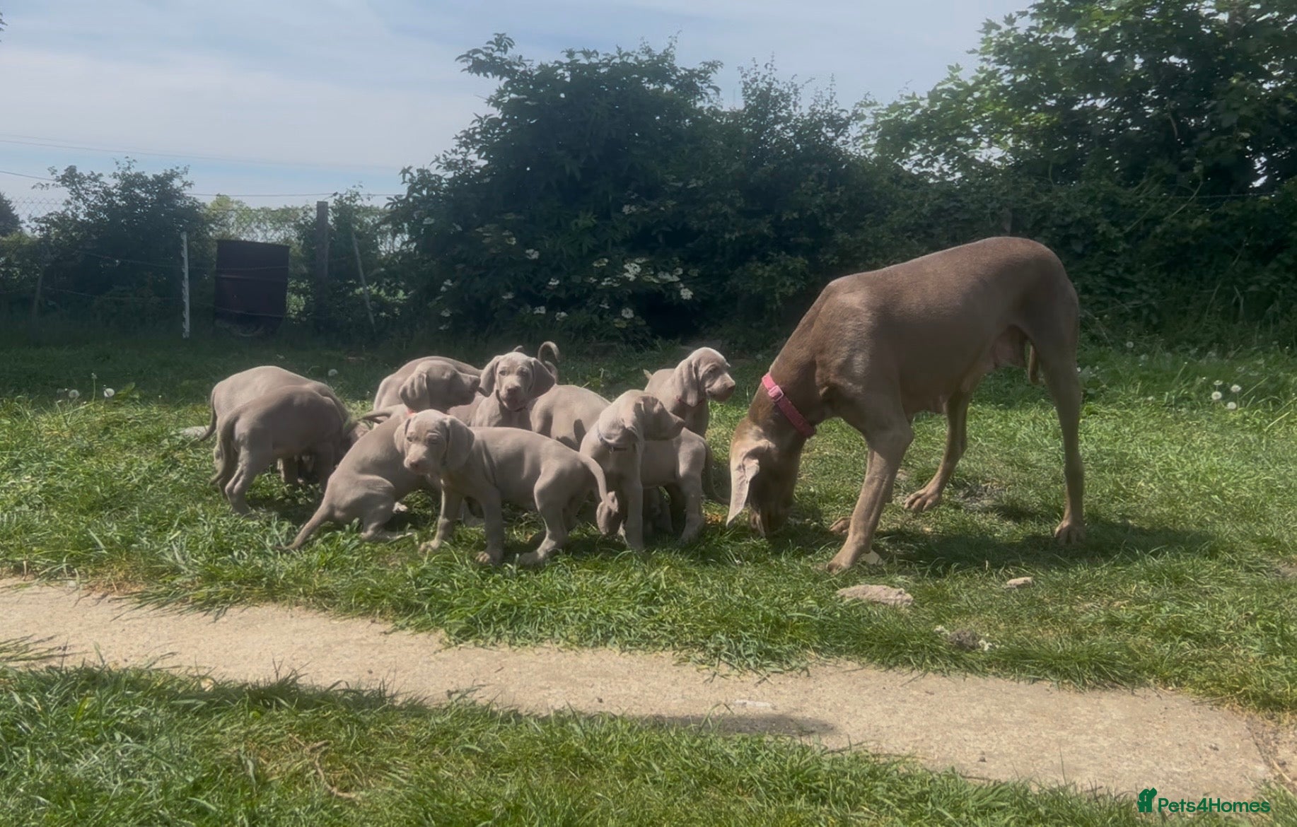 Weimaraner dogs kennel club registered Weimaraner puppies - Advert 1