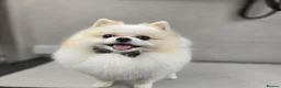 Pomeranian dogs for stud: Felus - Advert 4