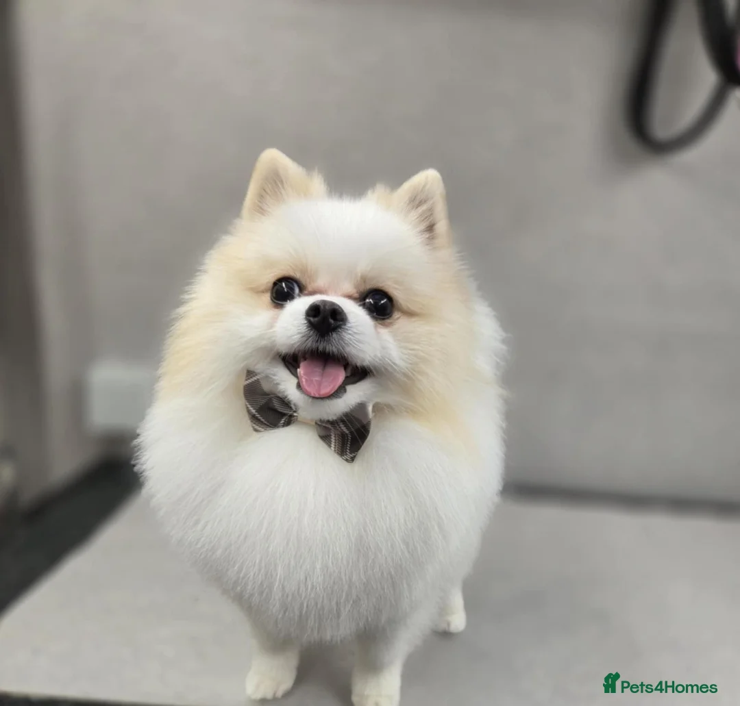 Pomeranian dogs for stud: Felus - Advert 4