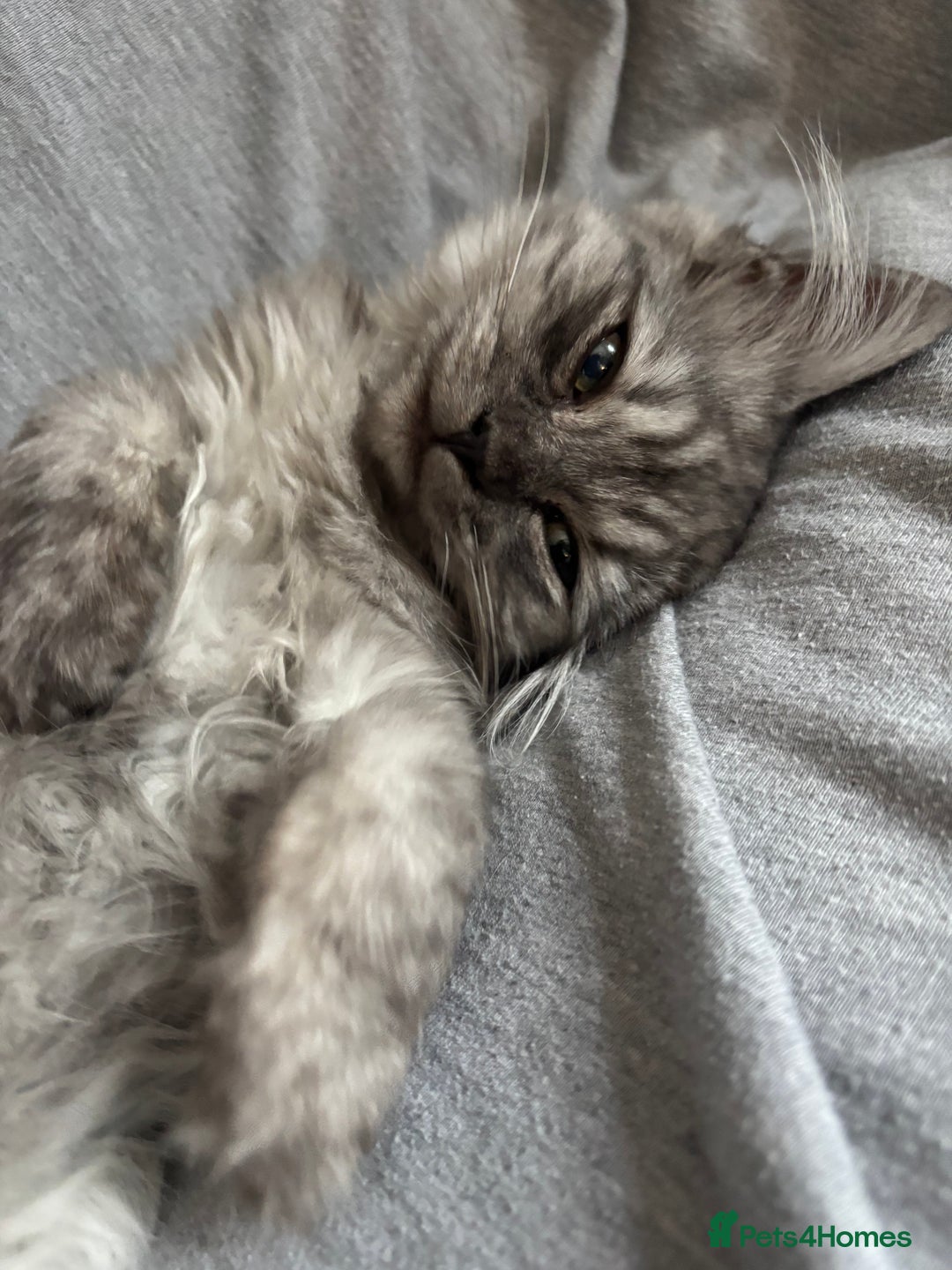 Mixed Breed cats for sale: unique grey smoke tipped female Persian cross  - Image 4
