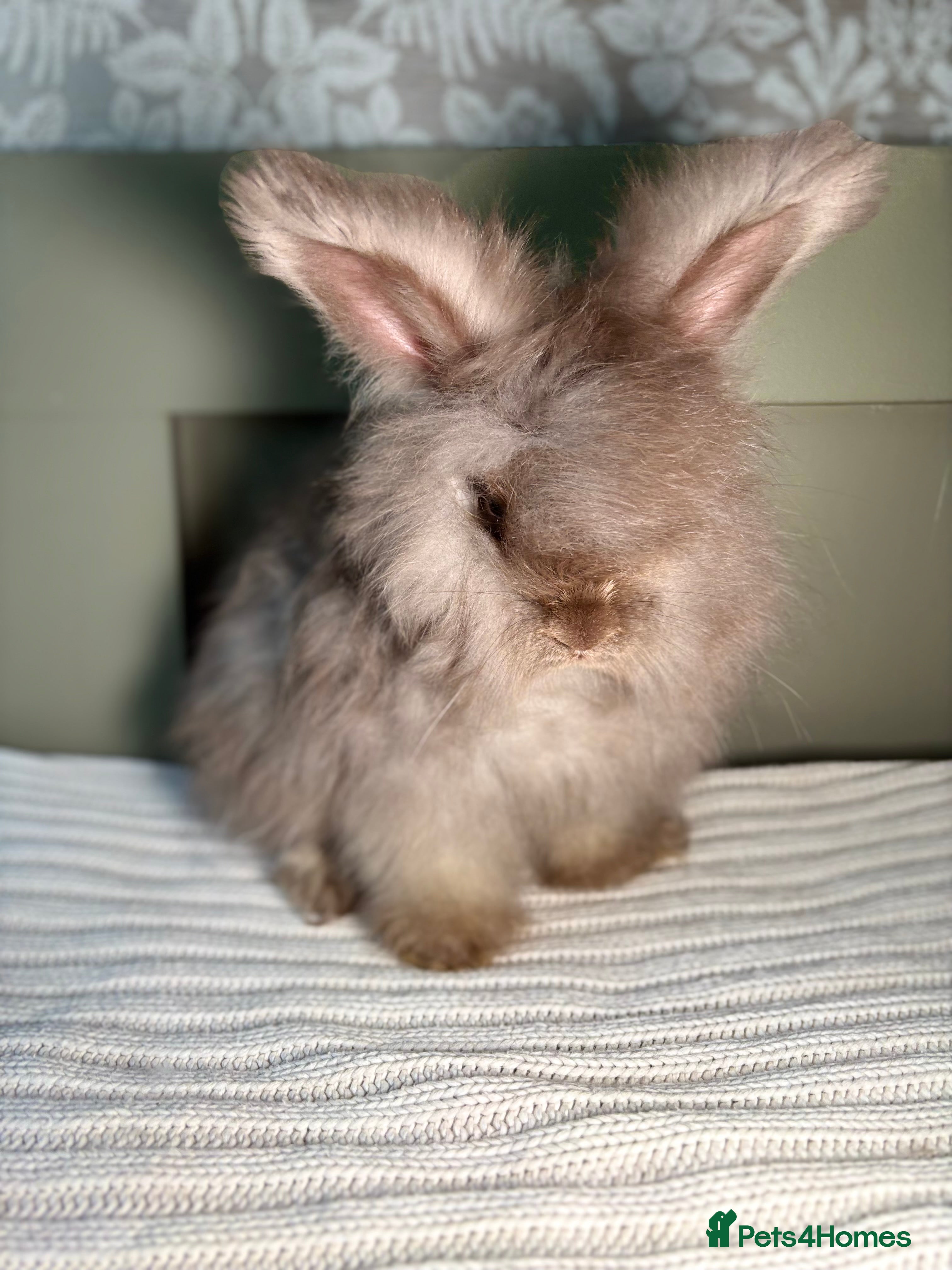 Angora rabbits Fully Vaccinated PedigreeAngora Ready next weekend - Advert 1