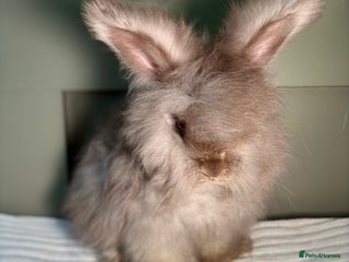 Angora rabbits Fully Vaccinated PedigreeAngora Ready next weekend - Advert 1