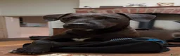 Patterdale Terrier dogs for sale: Chocolate Patterdales  - Advert 6
