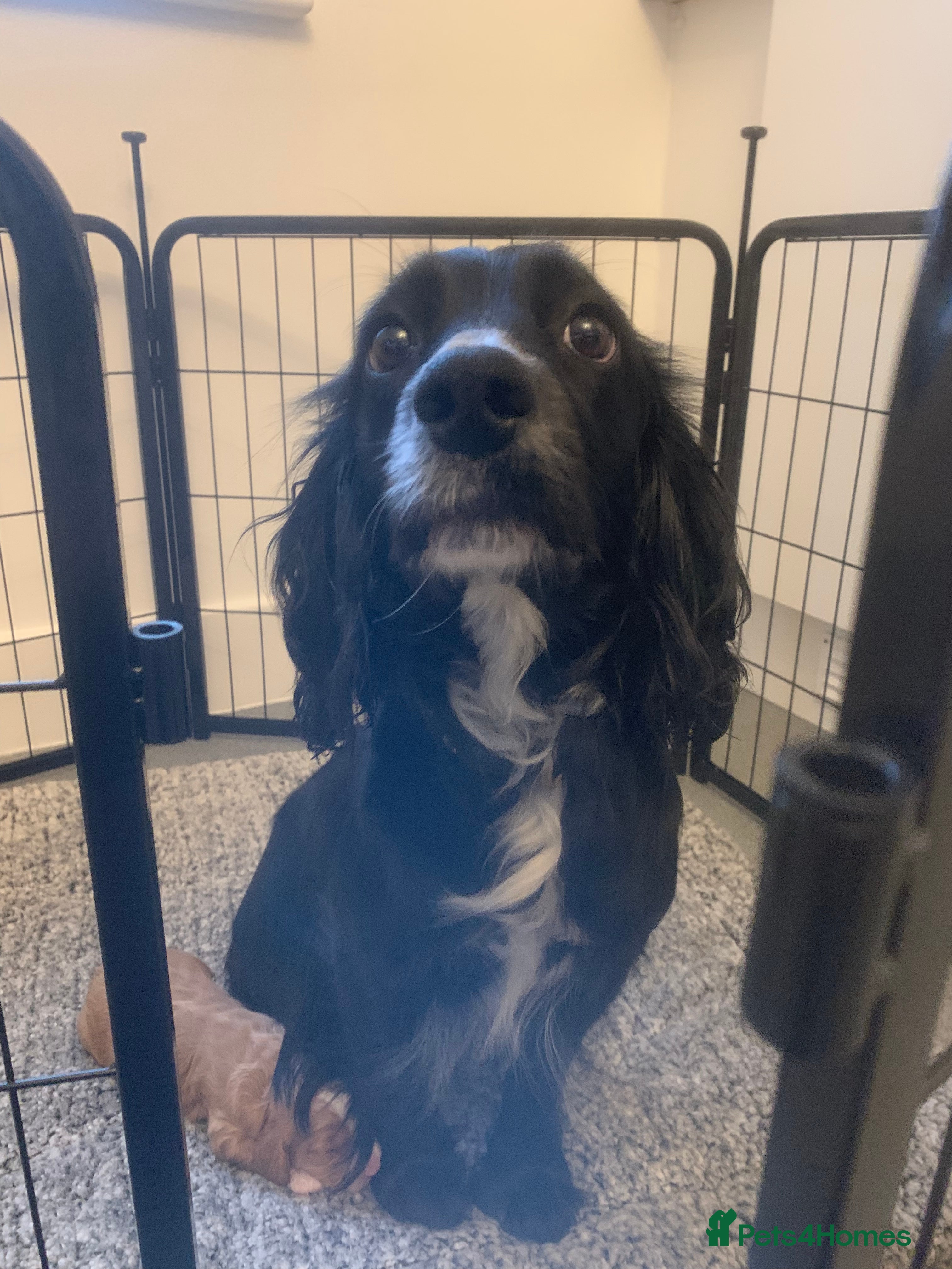 Cockapoo dogs  🐾 Our beautiful F1 Cockapoo puppies 🐾 - Advert 1