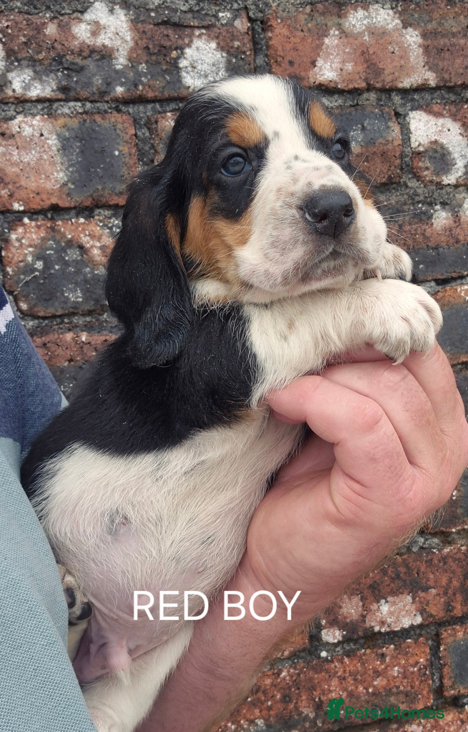 Basset Hound dogs KC BASSET HOUND PUPPIES FROM HEALTH TESTED PARENTS - Advert 2