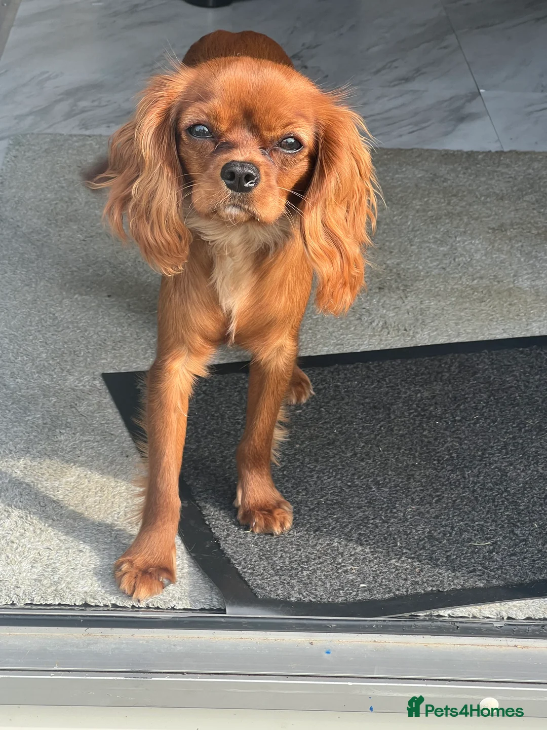 Cavalier King Charles Spaniel dogs for sale: 1-Year-Old Cavalier King Charles Spaniel – Coco in Ashford - Advert 12