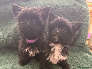 Yorkshire Terrier dogs 🐶Yorkshire terrier Biewer Ready To go leave 🐶 - Advert 6