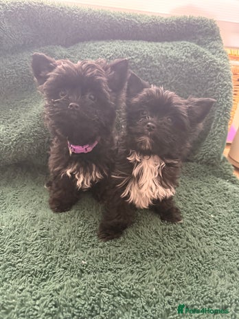 Yorkshire Terrier dogs 🐶Yorkshire terrier Biewer Ready To go leave 🐶 - Advert 3