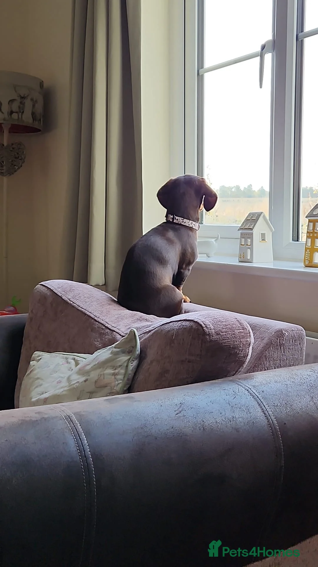 Miniature Dachshund dogs for sale: Miniature dachshund 3 year old  - Advert 2