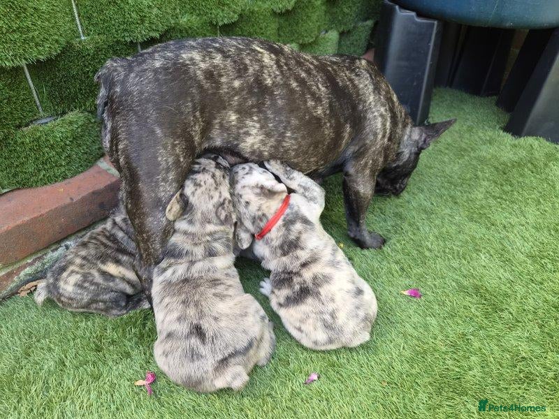 French Bulldog dogs French Bulldog Puppies – Looking for Forever Homes - Advert 1