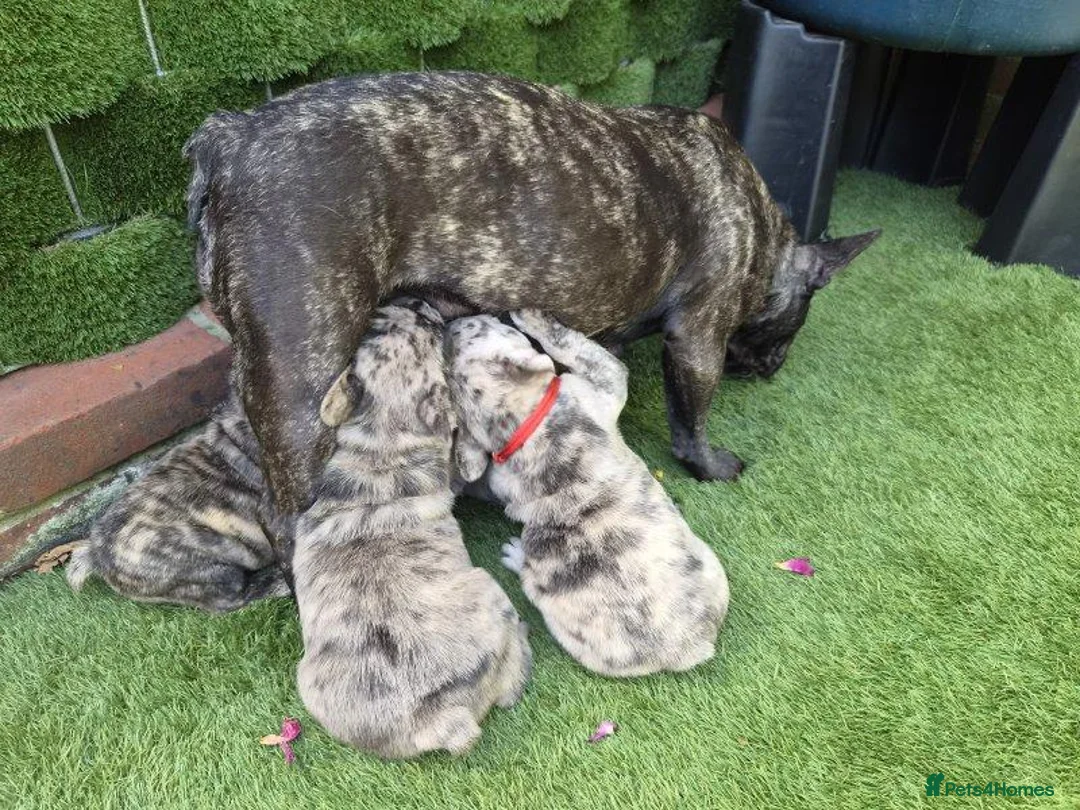 French Bulldog dogs for sale: French Bulldog Puppies – Looking for Forever Homes - Advert 1