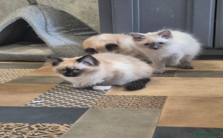 Ragdoll cats - Advert 6