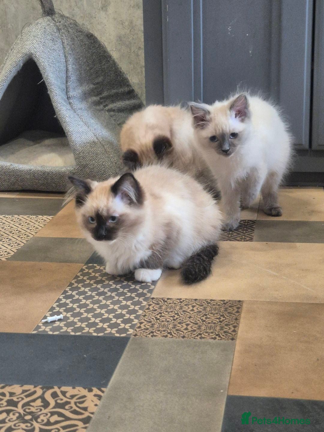 Ragdoll cats for sale: 4 ragdolls ready to leave now  - Image 1