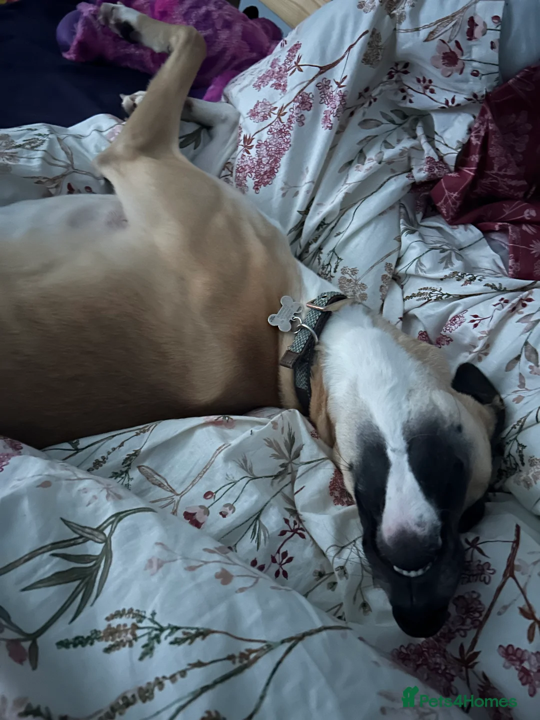 Greyhound dogs for sale: One Year Old Greyhound - Advert 3